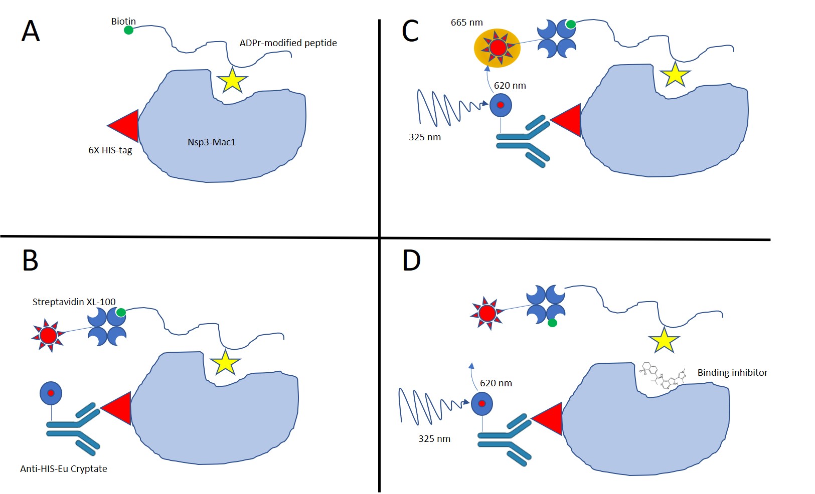 Principal of ADPr peptide displacement assayA - Binding of ADPr-modified peptide to Mac1 protein B- Detection reagents added to protein+peptide complex C- TR-FRET detects binding of peptide to Mac1 if proximity of donor and acceptor detection reagents is sufficient to enable resonant energy transfer D- Inhibitor compounds are detected by reduced TR-FRET signal when inhibitor displaces/prevents binding of ADPr-peptide to Mac1 Principal of ADPr peptide displacement assayA - Binding of ADPr-modified peptide to Mac1 protein B- Detection reagents added to protein+peptide complex C- TR-FRET detects binding of peptide to Mac1 if proximity of donor and acceptor detection reagents is sufficient to enable resonant energy transfer D- Inhibitor compounds are detected by reduced TR-FRET signal when inhibitor displaces/prevents binding of ADPr-peptide to Mac1
