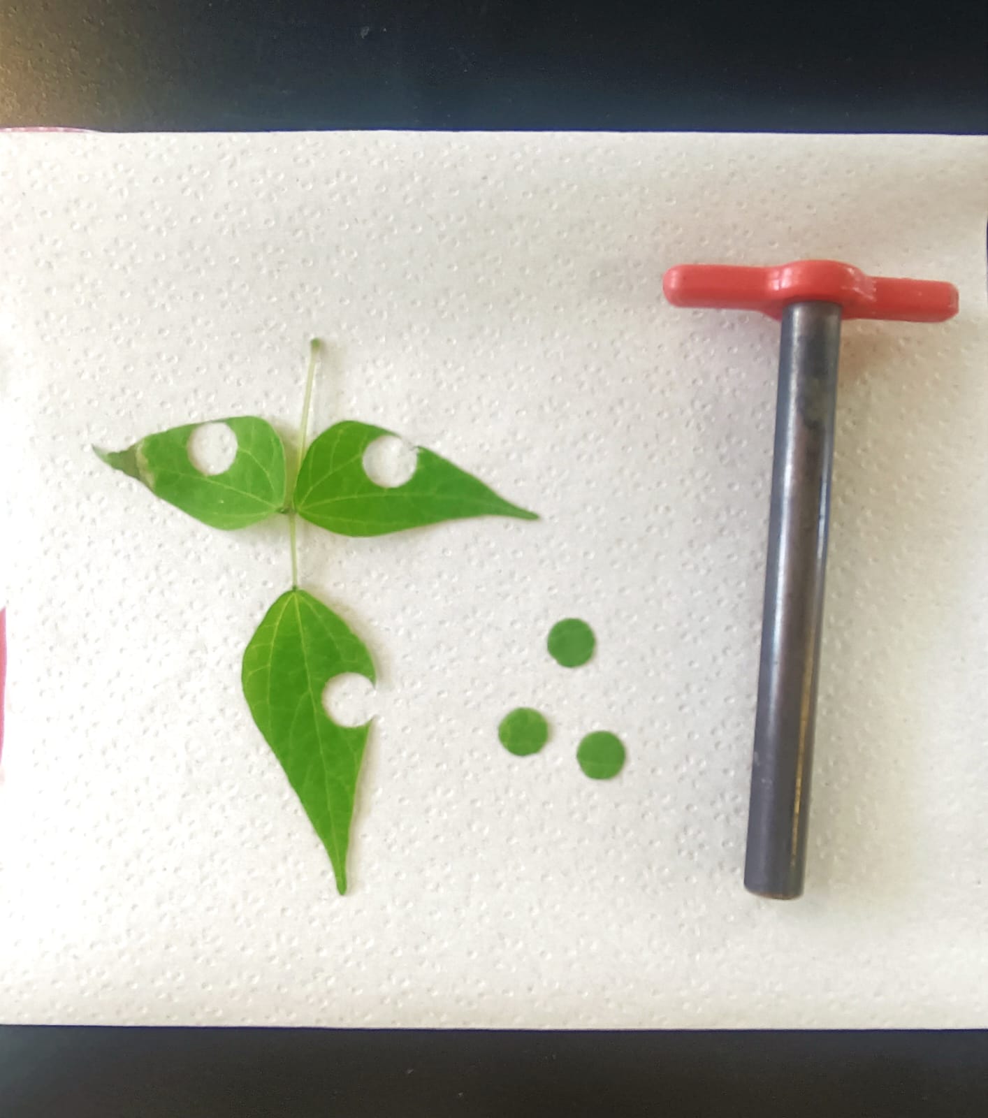 Figure 1. Leaf disk obtained from a trifoliate leaf using a cork borer. Figure 1. Leaf disk obtained from a trifoliate leaf using a cork borer.