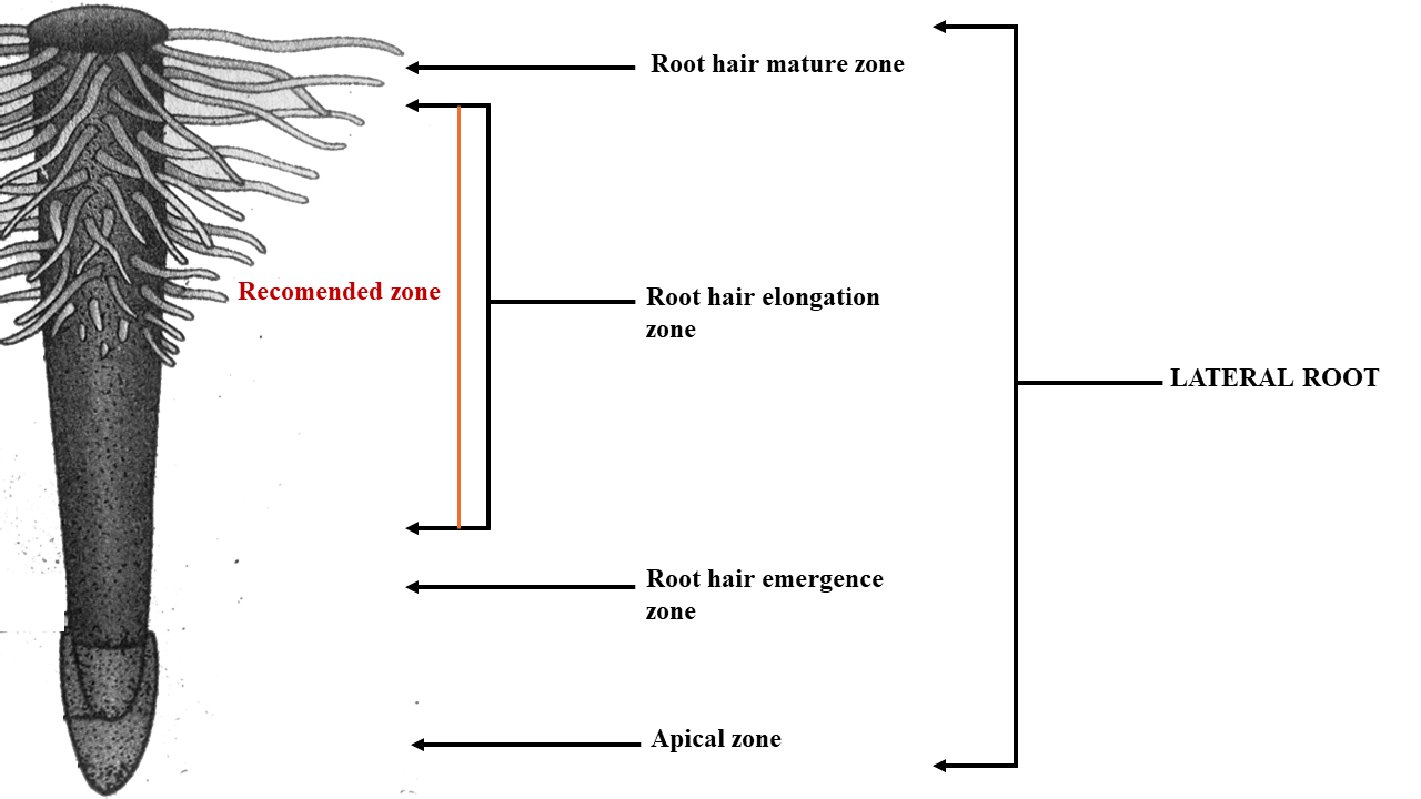 Figure 2: Diagram showing different root hair zones on a lateral root. The marked area in red designates the recommended region for tissue extraction. Figure 2: Diagram showing different root hair zones on a lateral root. The marked area in red designates the recommended region for tissue extraction.