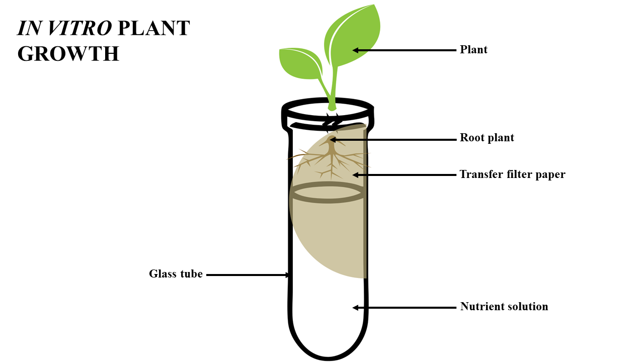 Figure 1: illustrates the in vitro plant growth method designed to minimize potential mechanical damage to the roots during their developmental stages. Utilizing capillary action, a filter paper acts as a conduit for transferring the nutrient solution, ensuring gentle and efficient delivery to the roots. Figure 1: illustrates the in vitro plant growth method designed to minimize potential mechanical damage to the roots during their developmental stages. Utilizing capillary action, a filter paper acts as a conduit for transferring the nutrient solution, ensuring gentle and efficient delivery to the roots.
