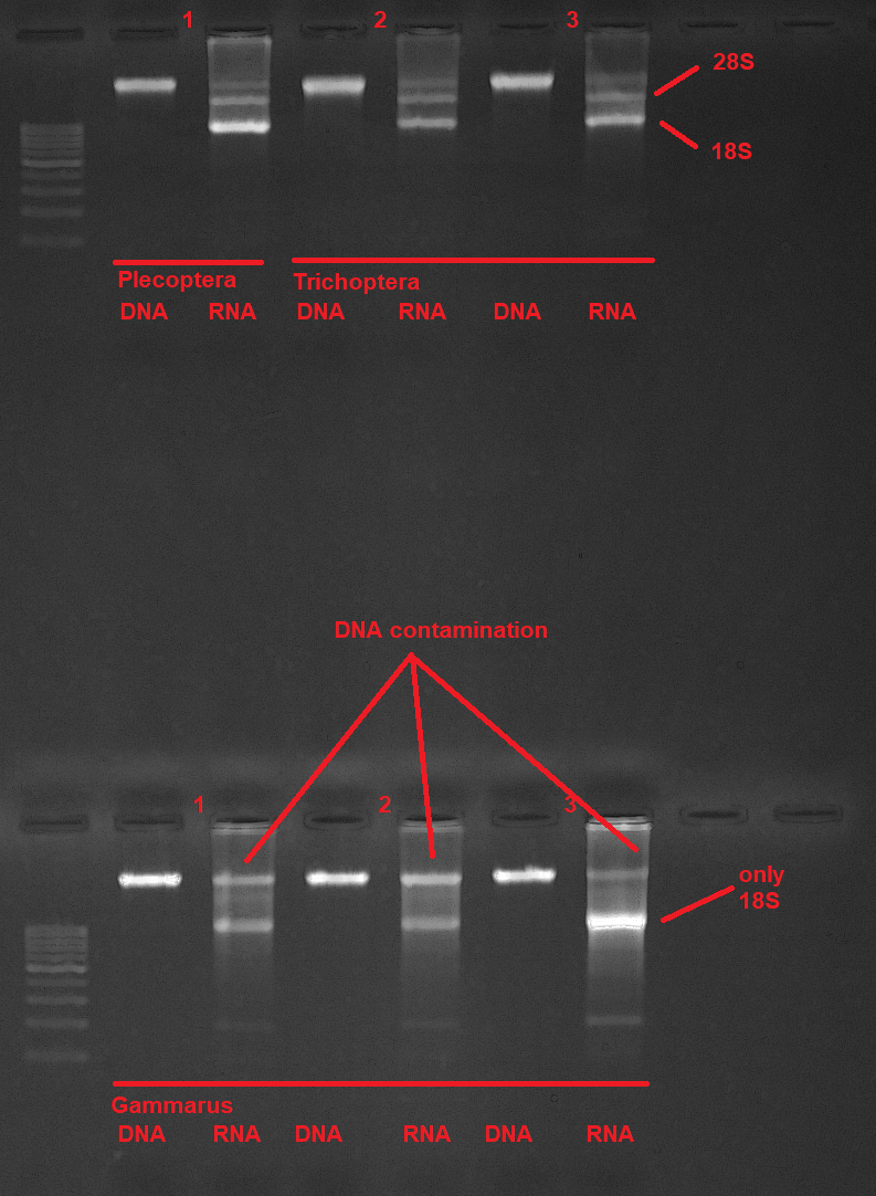 The described protocol was tested with different kinds of invertebrate samples, we expect it to work with all animal tissue. Top row: Plecoptera sample and two Trichoptera samples.Lower row: Three Gammarus samples.28S/18S bands are clearly visible and should have a clear band. Genomic DNA is free from RNA contamination. There is some DNA contamination in the RNA extracts. If DNA-free RNA is needed for downstream analysis consider treating the RNA samples with DNase and cleaning them up with an RNA cleanup protocol afterward (see RNA Cleanup with magnetic beads). The described protocol was tested with different kinds of invertebrate samples, we expect it to work with all animal tissue. Top row: Plecoptera sample and two Trichoptera samples.Lower row: Three Gammarus samples.28S/18S bands are clearly visible and should have a clear band. Genomic DNA is free from RNA contamination. There is some DNA contamination in the RNA extracts. If DNA-free RNA is needed for downstream analysis consider treating the RNA samples with DNase and cleaning them up with an RNA cleanup protocol afterward (see RNA Cleanup with magnetic beads).