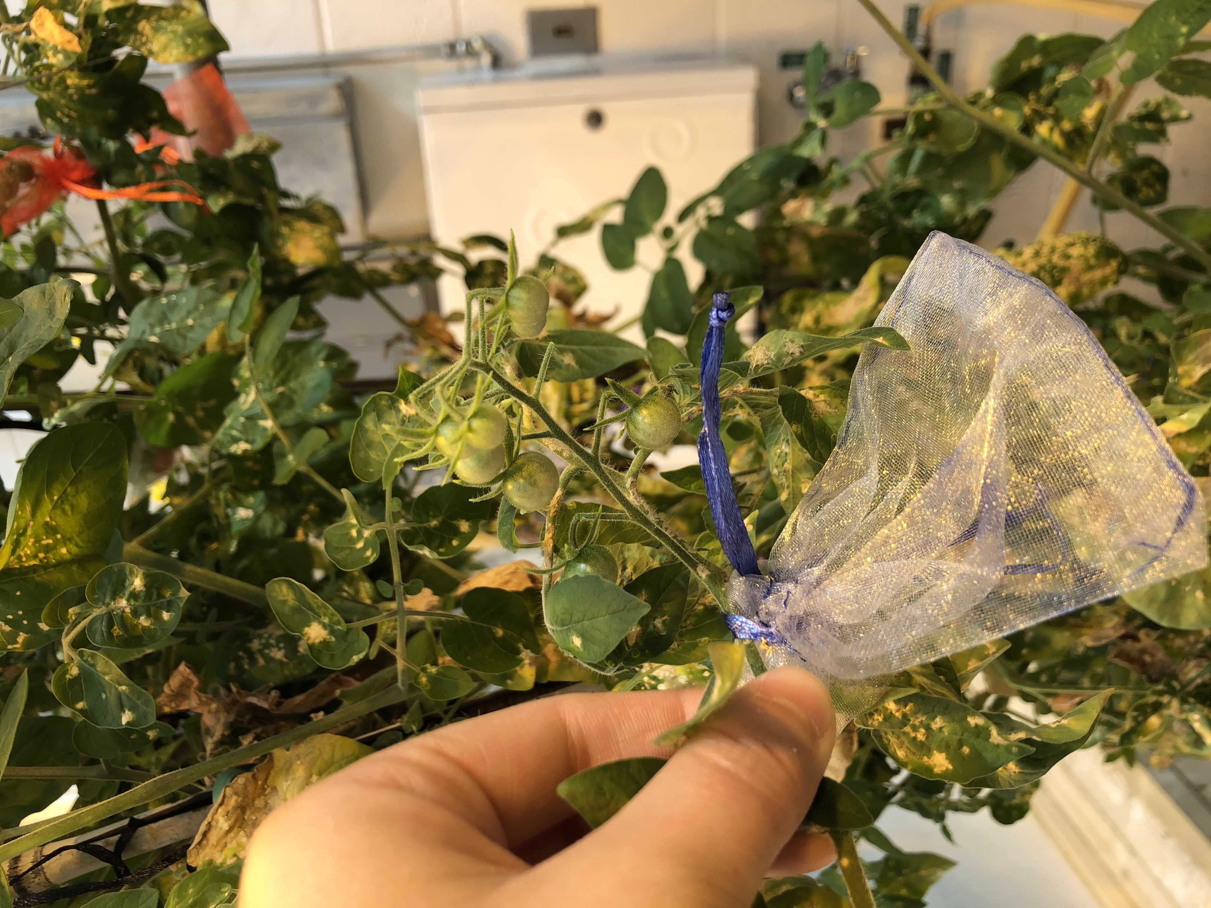 Mesh bag tied by the base of the growing fruit cluster Mesh bag tied by the base of the growing fruit cluster