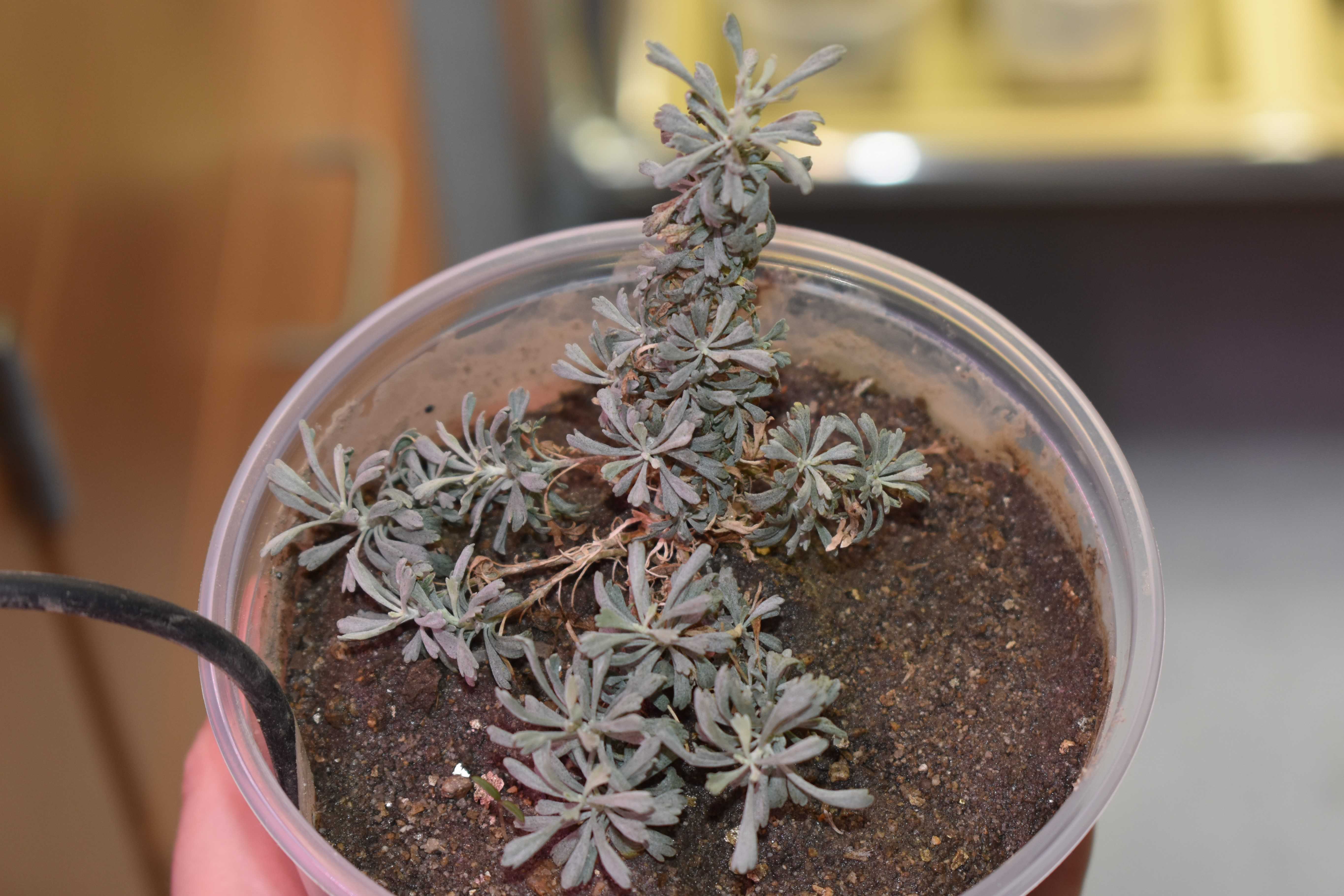 Fig 8. Fully hardened and acclimated plantlet. Note the cable on the side showing where the EC-5 METER probe is inserted to monitor soil water content (Fig. 8). Fig 8. Fully hardened and acclimated plantlet. Note the cable on the side showing where the EC-5 METER probe is inserted to monitor soil water content (Fig. 8).