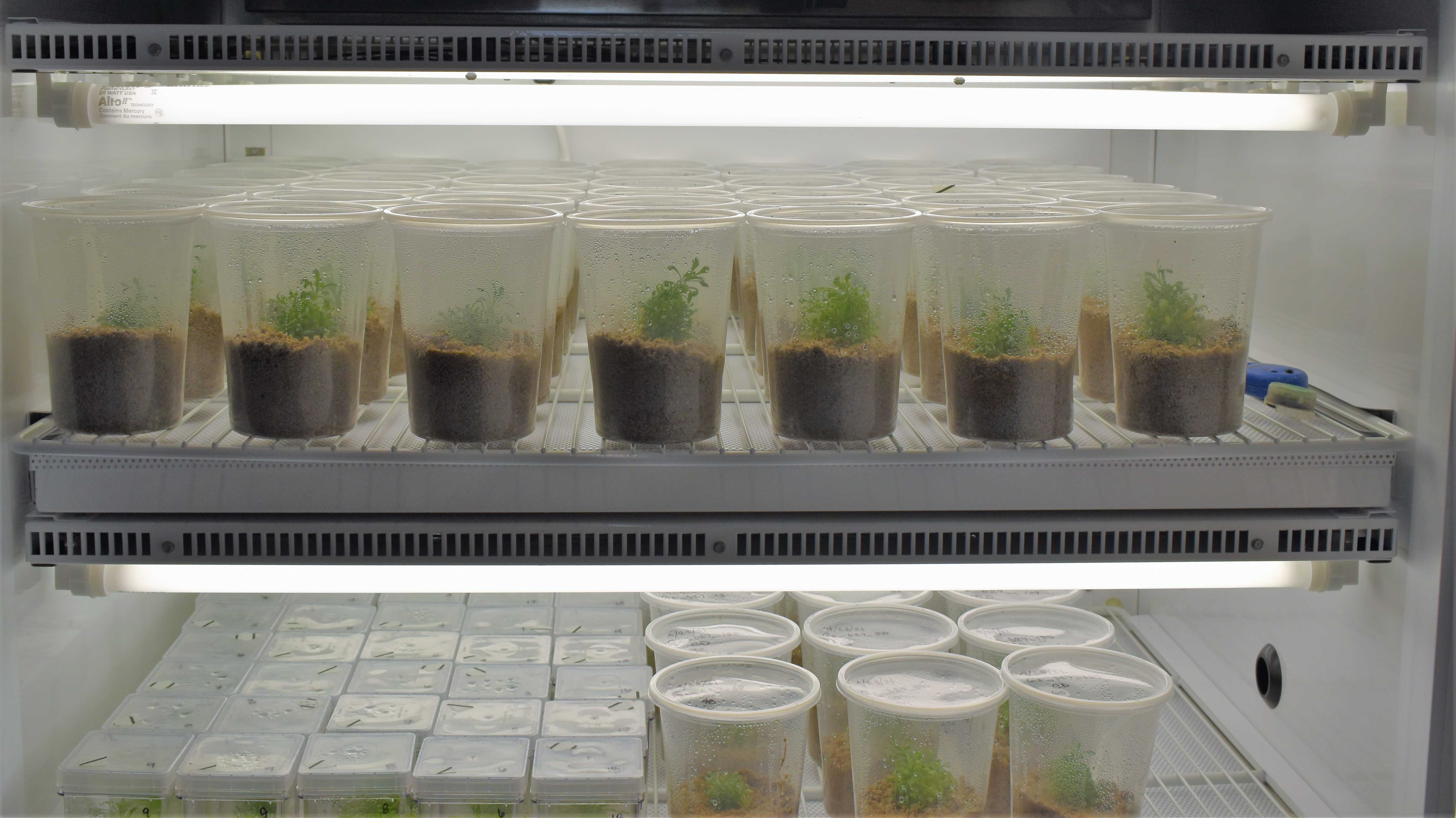 Fig 3. Explanted plantlets inside the plant tissue culture chamber. Fig 3. Explanted plantlets inside the plant tissue culture chamber.