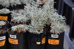Figure 9: Six month old plantlets Deepot containers in greenhouse conditions (16-hr photoperiod, 23° C). Soil mix is 1:1 greenhouse potting soil and soil conditioners. Plantlets are watered deeply (i.e. water drips from bottom of the pot) every two days. Figure 9: Six month old plantlets Deepot containers in greenhouse conditions (16-hr photoperiod, 23° C). Soil mix is 1:1 greenhouse potting soil and soil conditioners. Plantlets are watered deeply (i.e. water drips from bottom of the pot) every two days.