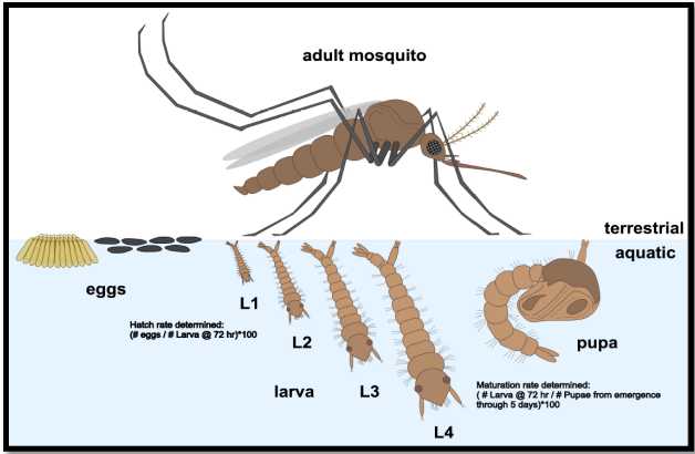 An. stephensi life stages showing hatch and maturation rate data collection points An. stephensi life stages showing hatch and maturation rate data collection points