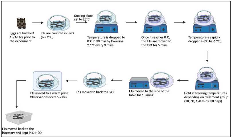 Diagram of L1 larvae freezing process Diagram of L1 larvae freezing process
