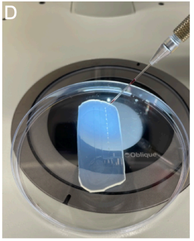 Figure SP2D. Injecting zebrafish using a stereomicroscope and a micromanipulator holding a glass needle. Figure SP2D. Injecting zebrafish using a stereomicroscope and a micromanipulator holding a glass needle.