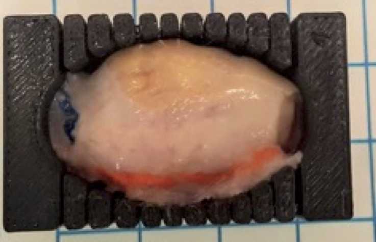 Figure 2. Pre-Chilled Ovary Mold. A 3D mold for long-axis sectioning of the ovary was designed in Autodesk Fusion 360 and printed in polylactic acid (PLA) using a Stratasys F170 Series 3D printer. A razor blade or dissecting knife is passed sequentially through each fenestration which allows for standardization in the width of ovarian slices obtained as well as maintains orientation of individual tissue pieces.Dr. Alison Pouch, Dr. James Gee, Olivia Sandvold, and Kate da Silva were responsible for the design and execution of the 3D ovarian molds used in Basic Protocol 3. 3D molds were printed courtesy of the University of Pennsylvania Libraries’ Biotech Commons. Figure 2. Pre-Chilled Ovary Mold. A 3D mold for long-axis sectioning of the ovary was designed in Autodesk Fusion 360 and printed in polylactic acid (PLA) using a Stratasys F170 Series 3D printer. A razor blade or dissecting knife is passed sequentially through each fenestration which allows for standardization in the width of ovarian slices obtained as well as maintains orientation of individual tissue pieces.Dr. Alison Pouch, Dr. James Gee, Olivia Sandvold, and Kate da Silva were responsible for the design and execution of the 3D ovarian molds used in Basic Protocol 3. 3D molds were printed courtesy of the University of Pennsylvania Libraries’ Biotech Commons.