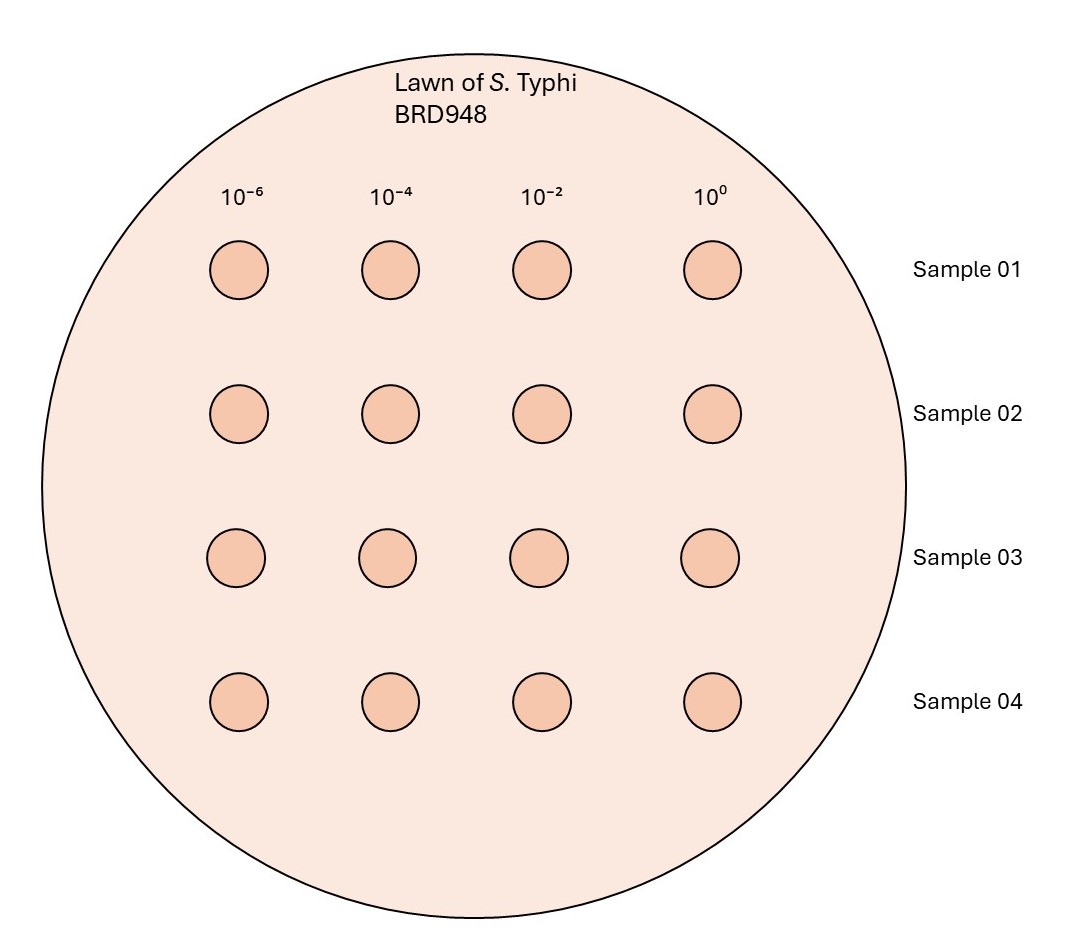 Schematic workflow for spotting phage stock and dilutions Schematic workflow for spotting phage stock and dilutions
