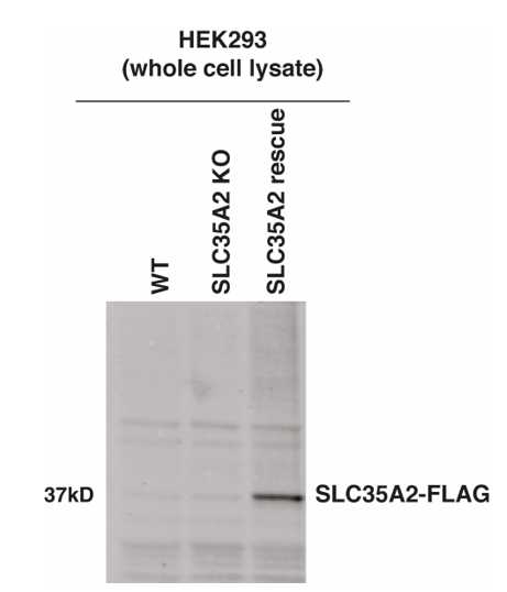 Figure 1: Verification by immunoblotting analysis of the expression of SLC35A2-FLAG that was re-expressed in SLC35A2 knock-out (KO) HEK293 cells using the method described here. Whole cell lysate was prepared from HEK293 cells that are SLC35A2 wildtype (WT), SLC35A2 knock-out (SLC35A2 KO) and SLC35A2 rescue. The lysate was immunoblotted with anti-FLAG antibody (Sigma. Catalog# F1804. RRID:AB262044) to detect the stable expression of SLC35A2-FLAG reintroduced by retrovirus transduction. Figure 1: Verification by immunoblotting analysis of the expression of SLC35A2-FLAG that was re-expressed in SLC35A2 knock-out (KO) HEK293 cells using the method described here. Whole cell lysate was prepared from HEK293 cells that are SLC35A2 wildtype (WT), SLC35A2 knock-out (SLC35A2 KO) and SLC35A2 rescue. The lysate was immunoblotted with anti-FLAG antibody (Sigma. Catalog# F1804. RRID:AB262044) to detect the stable expression of SLC35A2-FLAG reintroduced by retrovirus transduction.