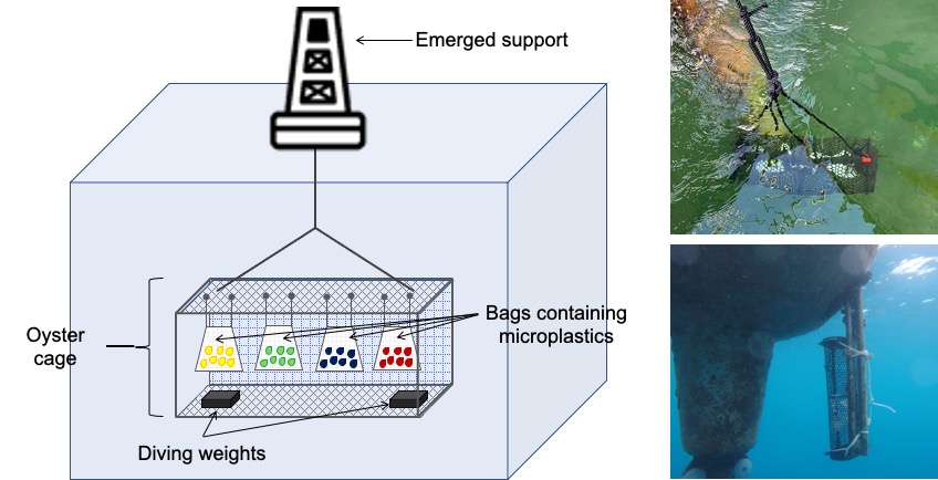 Schematic overview of incubation device on field. The top picture and the bottom picture represent the device containing samples attached to an oyster farm installation and to a buoy offshore, respectively. Schematic overview of incubation device on field. The top picture and the bottom picture represent the device containing samples attached to an oyster farm installation and to a buoy offshore, respectively.