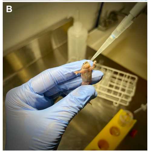 Figure 1. Visualization of pathogen (FV3 and Bd) inoculation methods of H. boettgeri. Water bath of an adult H. boettgeri in a 50 mL Falcon tube filled with 5 mL of Bd inoculum (A). Oral inoculation of H. boettgeri with FV3 (B) Figure 1. Visualization of pathogen (FV3 and Bd) inoculation methods of H. boettgeri. Water bath of an adult H. boettgeri in a 50 mL Falcon tube filled with 5 mL of Bd inoculum (A). Oral inoculation of H. boettgeri with FV3 (B)