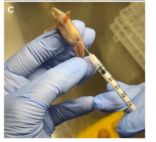 Figure 1. Visualization of pathogen (FV3 and Bd) inoculation methods of H. boettgeri. Water bath of an adult H. boettgeri in a 50 mL Falcon tube filled with 5 mL of Bd inoculum (A). Oral (B) and intraperitoneal (C) inoculation of H. boettgeri with FV3. Figure 1. Visualization of pathogen (FV3 and Bd) inoculation methods of H. boettgeri. Water bath of an adult H. boettgeri in a 50 mL Falcon tube filled with 5 mL of Bd inoculum (A). Oral (B) and intraperitoneal (C) inoculation of H. boettgeri with FV3.