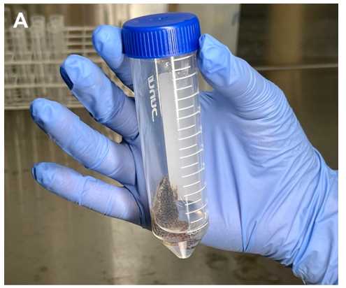 Figure 1. Visualization of pathogen (FV3 and Bd) inoculation methods of H. boettgeri. Water bath of an adult H. boettgeri in a 50 mL Falcon tube filled with 5 mL of Bd noculum (A). Figure 1. Visualization of pathogen (FV3 and Bd) inoculation methods of H. boettgeri. Water bath of an adult H. boettgeri in a 50 mL Falcon tube filled with 5 mL of Bd noculum (A).
