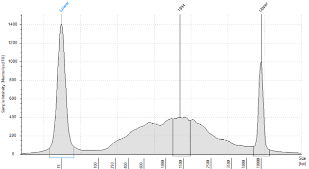Enriched cDNA amplified using 11 cycles. Enriched cDNA amplified using 11 cycles.