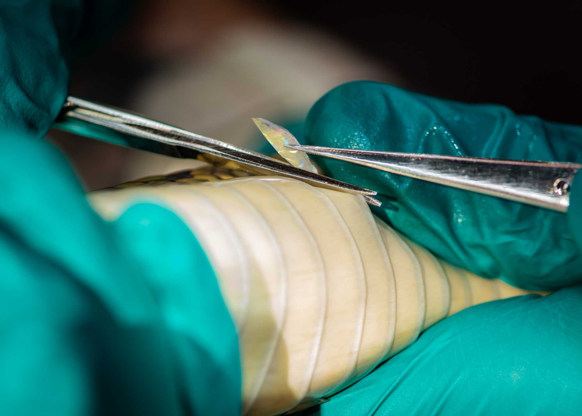 Caption: Scale biopsy on a large viperid snake. The cut should start from the side of the ventral scale and continue along the edge of the scale. Take care to leave the cut uniform without any overhanging scale pieces. This process should be performed by two individuals - one researcher to restrain the snake, and the other to operate the scissors and tweezers. Courtesy of Jorge Luis Mendoza Silva. Caption: Scale biopsy on a large viperid snake. The cut should start from the side of the ventral scale and continue along the edge of the scale. Take care to leave the cut uniform without any overhanging scale pieces. This process should be performed by two individuals - one researcher to restrain the snake, and the other to operate the scissors and tweezers. Courtesy of Jorge Luis Mendoza Silva.