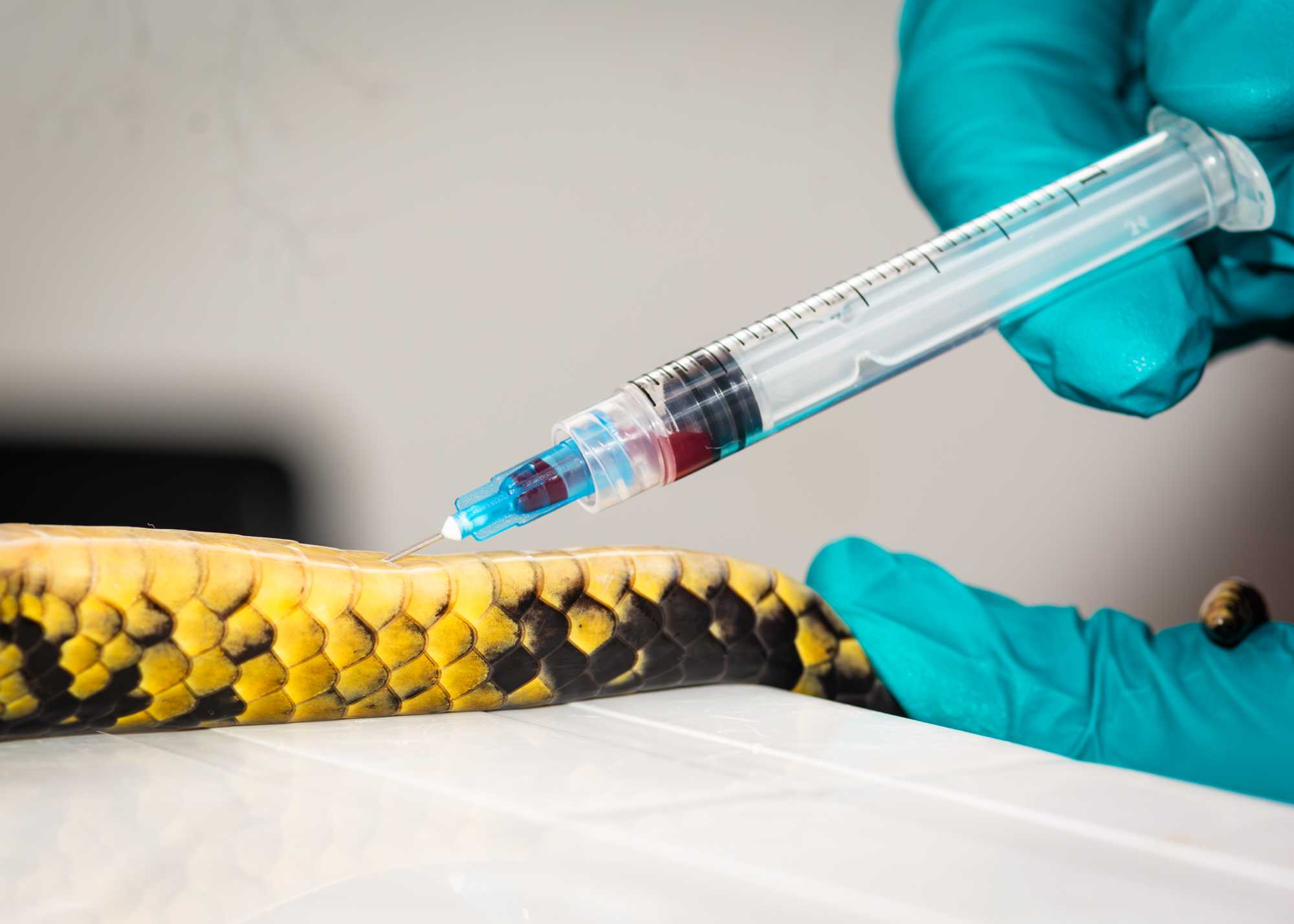Needle angle and position of a blood draw from a snake, distal to the cloaca. Courtesy of Jorge Luis Mendoza Silva. Needle angle and position of a blood draw from a snake, distal to the cloaca. Courtesy of Jorge Luis Mendoza Silva.