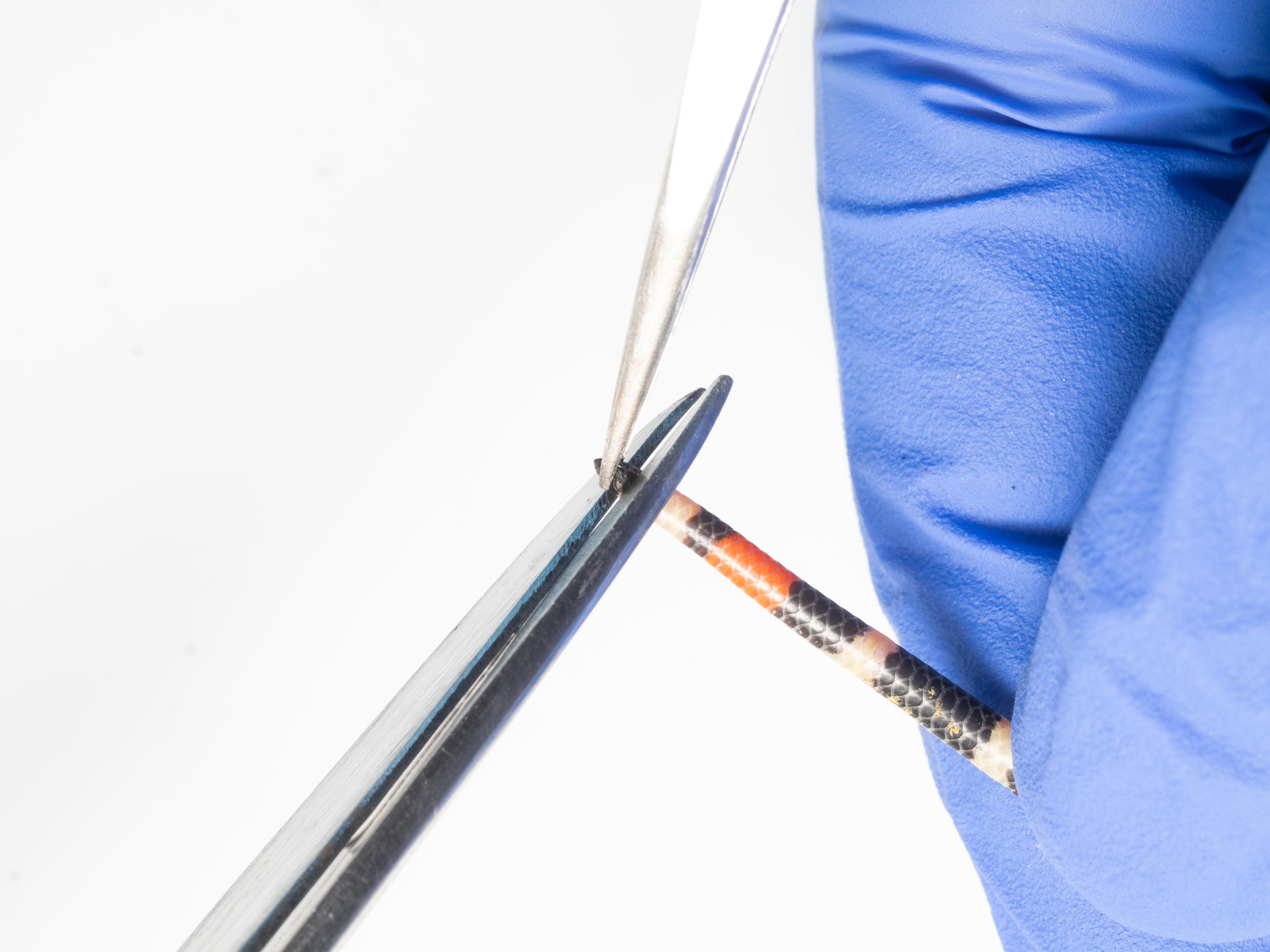 Tail biopsy on a snake. Tail biopsy on a snake.