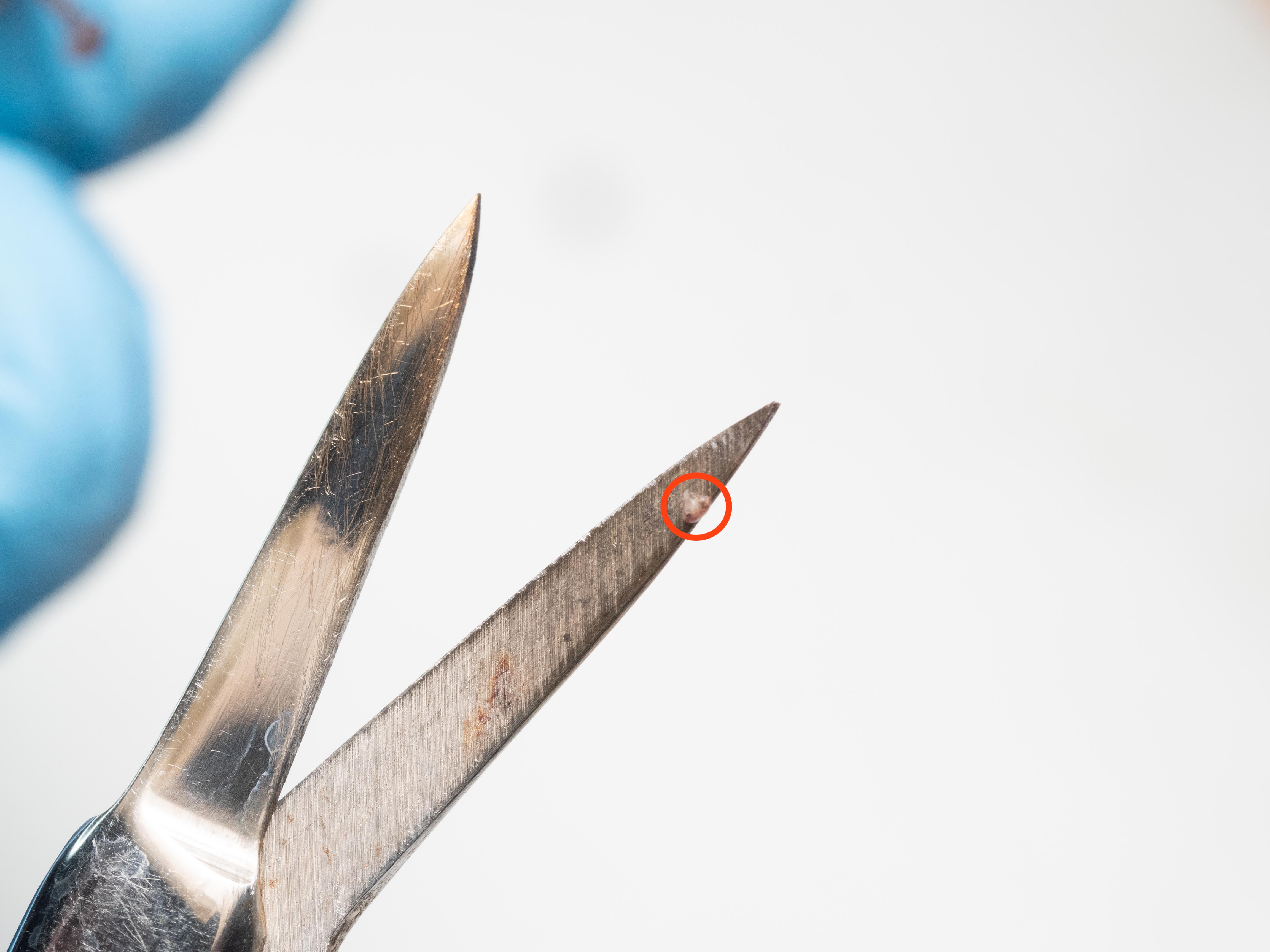 For most DNA-barcoding studies, a very small amount of tissue is necessary. This can be obtained without causing harm to the animal by following the guidelines above. For most DNA-barcoding studies, a very small amount of tissue is necessary. This can be obtained without causing harm to the animal by following the guidelines above.