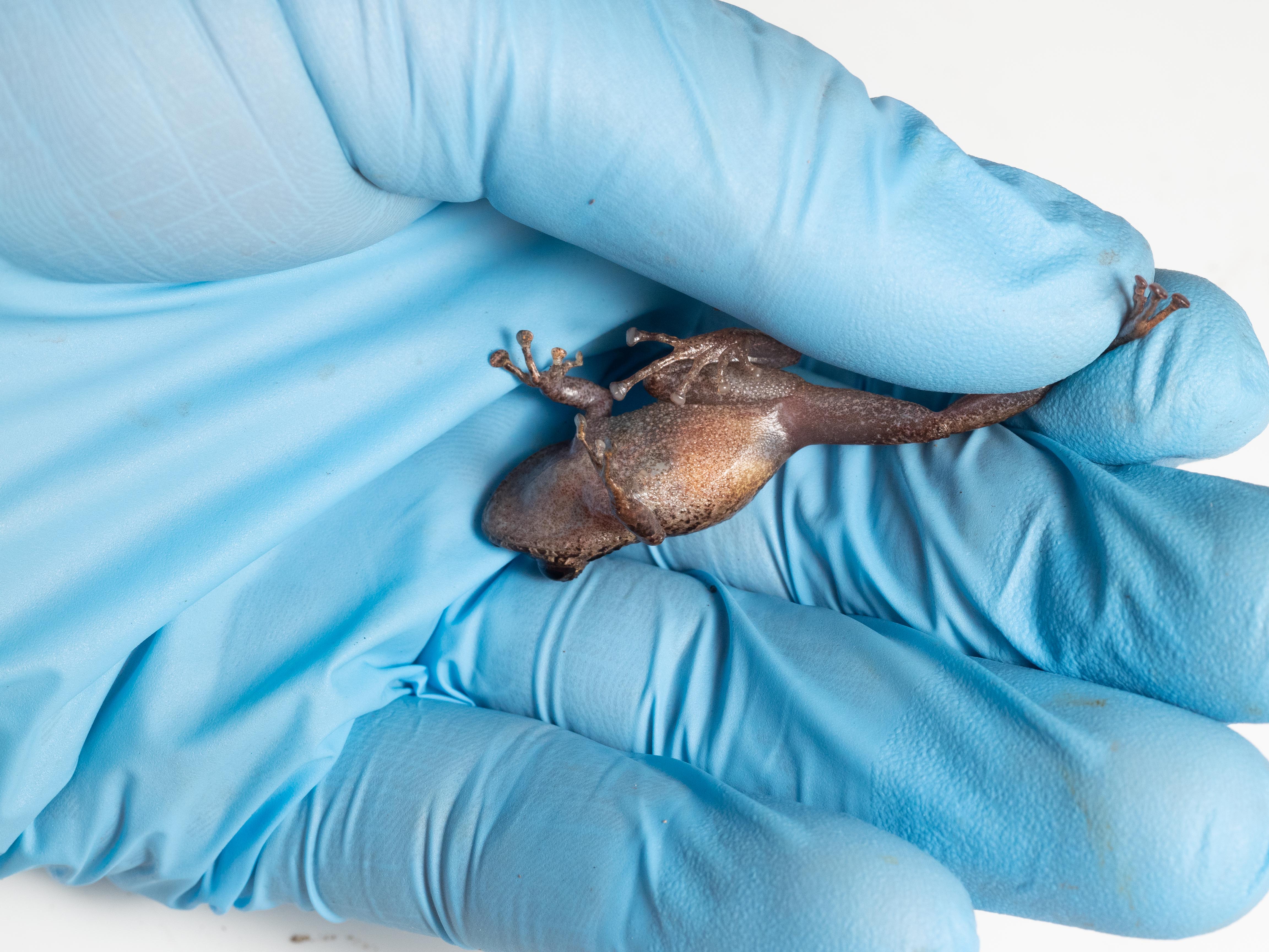 Method for restraining a frog for toe biopsy. The foot is restrained firmly and gently between the forefinger and thumb. The remaining 3 fingers should wrap gently around the body of the frog to restrain movement (photo is shown with the fingers open for demonstrational purposes). Method for restraining a frog for toe biopsy. The foot is restrained firmly and gently between the forefinger and thumb. The remaining 3 fingers should wrap gently around the body of the frog to restrain movement (photo is shown with the fingers open for demonstrational purposes).