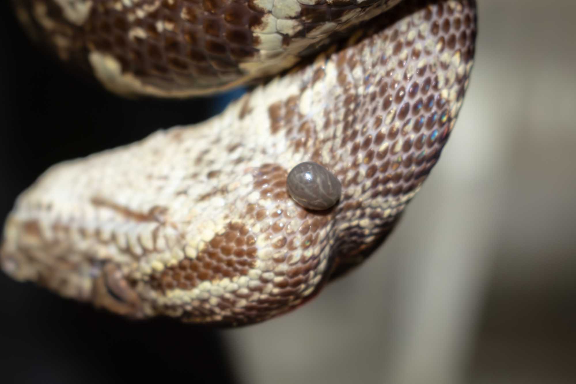 The image shows the presence of an ectoparasite (tick) on the body of a Corallus hortulanus snake. Courtesy of Jorge Luis Mendoza Silva. The image shows the presence of an ectoparasite (tick) on the body of a Corallus hortulanus snake. Courtesy of Jorge Luis Mendoza Silva.