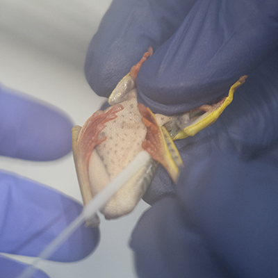 Rotating the long-side of a flocked-tip swab across the frogs body to swab areas where the fungus gathers. Rotating the long-side of a flocked-tip swab across the frogs body to swab areas where the fungus gathers.
