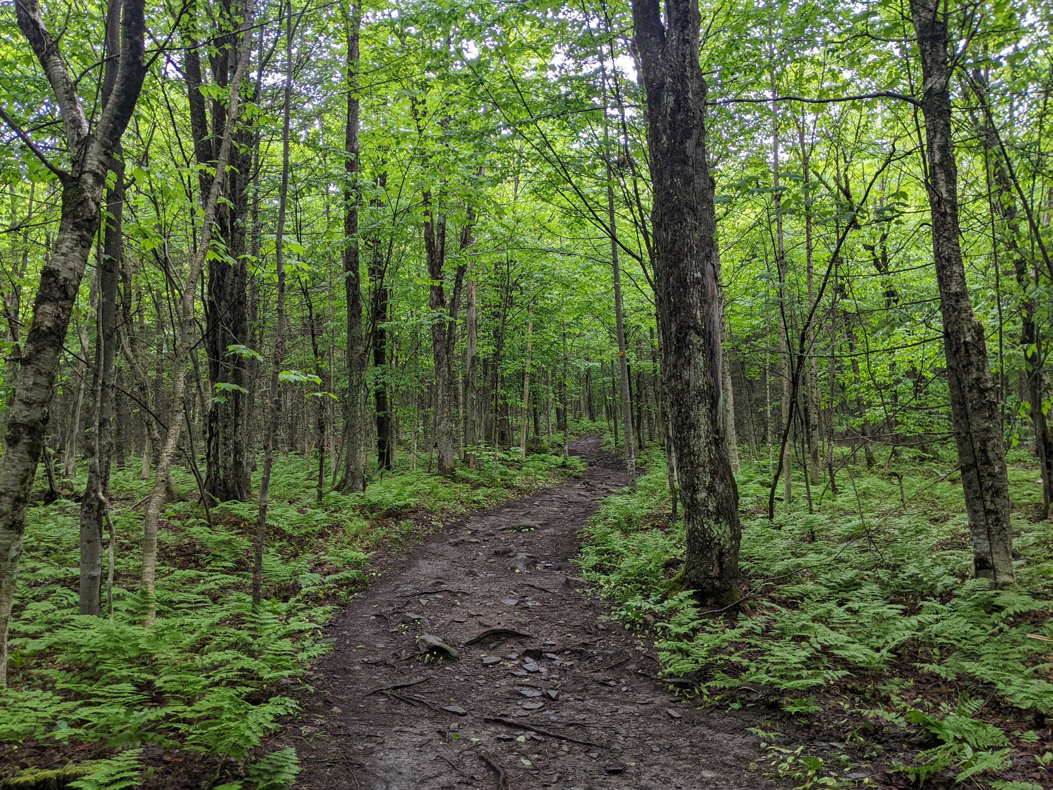 Figure 1. Sugar maple (Acer saccharum) individual selected for leaf collection along the Parcours du Soleil trail at Parc national du Mont Mégantic. Figure 1. Sugar maple (Acer saccharum) individual selected for leaf collection along the Parcours du Soleil trail at Parc national du Mont Mégantic.