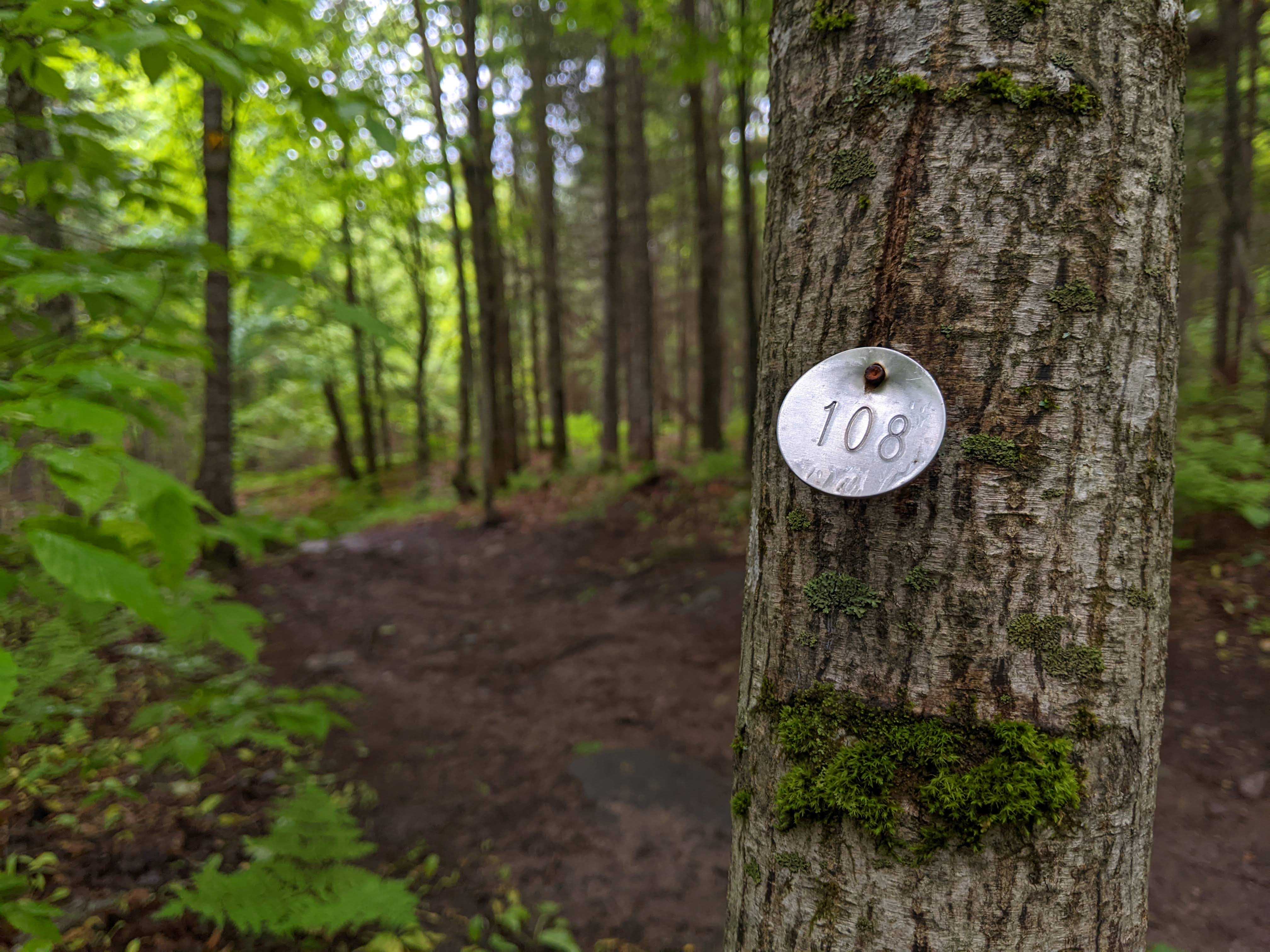 Figure 2. Photo of a tagged striped maple (Acer pensilvanicum) along a trail in Parc national du Mont Mégantic, where the aluminum tag is on the side of the trunk facing away from the trail. Note that this individually was not tagged in an ideal manner (i.e., aluminum tag is flush against the individual's trunk). Figure 2. Photo of a tagged striped maple (Acer pensilvanicum) along a trail in Parc national du Mont Mégantic, where the aluminum tag is on the side of the trunk facing away from the trail. Note that this individually was not tagged in an ideal manner (i.e., aluminum tag is flush against the individual's trunk).