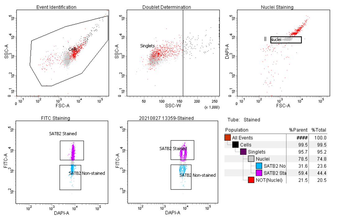 Figure 2. FANS gating strategy on a fetal sample 13 post conception weeks of development (13 pcw). (a) Particles smaller than nuclei (black dots) were eliminated with an area plot of forward-scatter (FSC-A) versus side-scatter (SSC-A), with gating for nuclei-sized particles inside the gate (box). (b) Plots of height versus width in the side scatter channel are used for doublet discrimination with gating to exclude aggregates of two or more nuclei. (c) Doublet discrimination gating was used to isolate nuclei determined by subgating on Hoechst 33342. (d, e,) Subsequent scatterplots discerning (d) SATB2-Alexa Fluor488–conjugated antibody staining (purple) for SATB2 stained neuronal cells and SATB2 non-stained nuclei (blue) for non-neuronal cells (e) SATB2-Alexa Fluor488–conjugated antibody staining (purple) in a contour plot. Figure 2. FANS gating strategy on a fetal sample 13 post conception weeks of development (13 pcw). (a) Particles smaller than nuclei (black dots) were eliminated with an area plot of forward-scatter (FSC-A) versus side-scatter (SSC-A), with gating for nuclei-sized particles inside the gate (box). (b) Plots of height versus width in the side scatter channel are used for doublet discrimination with gating to exclude aggregates of two or more nuclei. (c) Doublet discrimination gating was used to isolate nuclei determined by subgating on Hoechst 33342. (d, e,) Subsequent scatterplots discerning (d) SATB2-Alexa Fluor488–conjugated antibody staining (purple) for SATB2 stained neuronal cells and SATB2 non-stained nuclei (blue) for non-neuronal cells (e) SATB2-Alexa Fluor488–conjugated antibody staining (purple) in a contour plot.