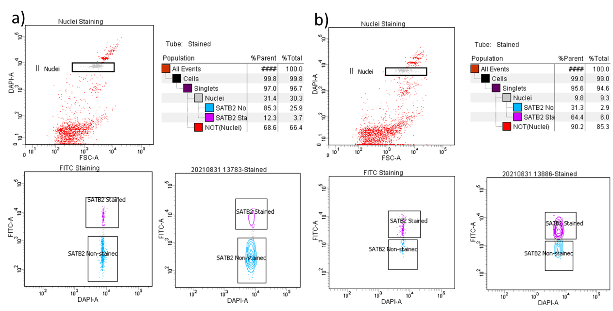 Figure 3. Representative example of inter-individual variability. The data shown here are derived from two different control prefrontal cortex specimens of comparable age, gender, and brain collection which were processed in parallel following the same procedure. a) sample from 13pcw, clean nuclei isolation, but with smaller SATB2+ve fraction with clear separation of populations b) poor sample separation on a 20pcw sample, but contour map demonstrates distinct populations. Figure 3. Representative example of inter-individual variability. The data shown here are derived from two different control prefrontal cortex specimens of comparable age, gender, and brain collection which were processed in parallel following the same procedure. a) sample from 13pcw, clean nuclei isolation, but with smaller SATB2+ve fraction with clear separation of populations b) poor sample separation on a 20pcw sample, but contour map demonstrates distinct populations.