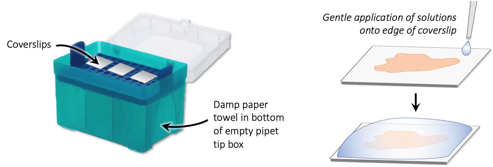 Figure 1. Schematic of a humidity chamber made from an empty pipet tip box with coverslips arranged on top of the insert (left). Right panel shows how solution should be pipetted to pool and cover the tissue for incubation. Figure 1. Schematic of a humidity chamber made from an empty pipet tip box with coverslips arranged on top of the insert (left). Right panel shows how solution should be pipetted to pool and cover the tissue for incubation.
