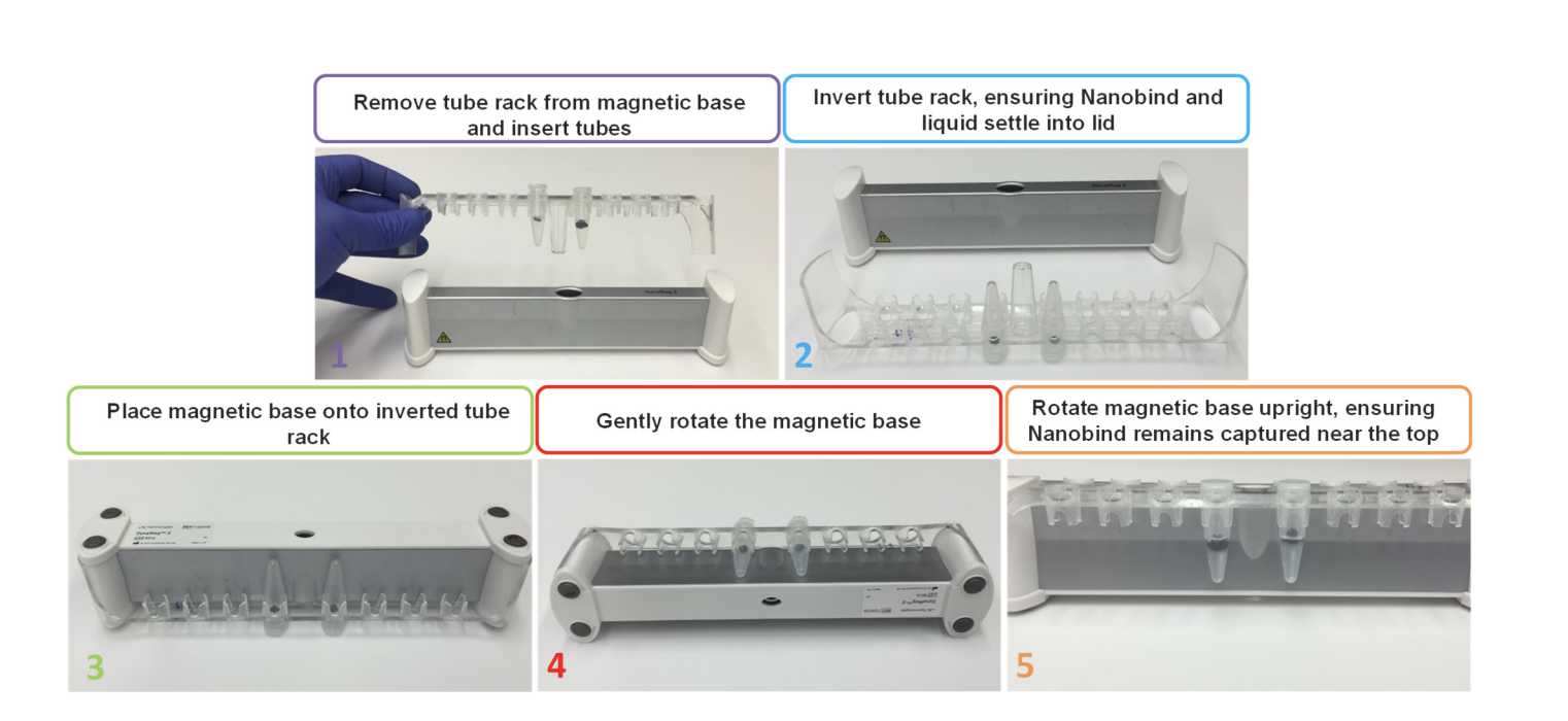 Figure 2. Taken from Circulomics Nanobind CBB Big DNA Kit - Beta Handbook v1.7 (10/2018), recommended procedure for capturing Nanobind disk on a tube rack and magnetic base. This procedure ensures that the Nanobind disk is captured near the top of the liquid interface which minimizes the chances for disturbing the bound DNA and facilitates processing. Figure 2. Taken from Circulomics Nanobind CBB Big DNA Kit - Beta Handbook v1.7 (10/2018), recommended procedure for capturing Nanobind disk on a tube rack and magnetic base. This procedure ensures that the Nanobind disk is captured near the top of the liquid interface which minimizes the chances for disturbing the bound DNA and facilitates processing.