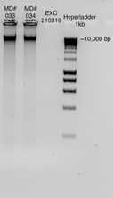 Figure 1. An example of decently high-quality DNA extracts run on a 2% agarose gel electrophoresis (@ 80V for 1 hr 10 min), though there is some degradation. Figure 1. An example of decently high-quality DNA extracts run on a 2% agarose gel electrophoresis (@ 80V for 1 hr 10 min), though there is some degradation.
