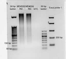 Figure 2. An example of DNA that has undergone the restriction digest with EcoRI-HF and MspI using the reaction conditions described above. Figure 2. An example of DNA that has undergone the restriction digest with EcoRI-HF and MspI using the reaction conditions described above.