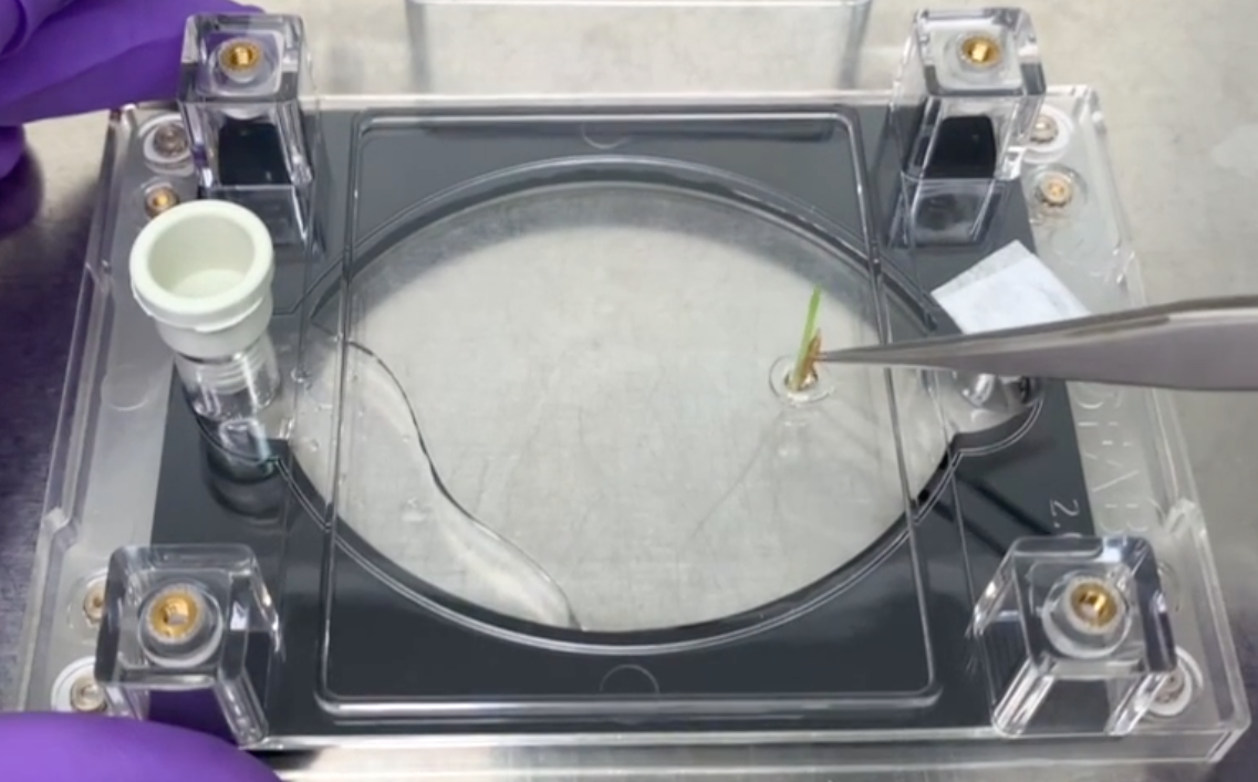Fig. 11: Transfer of 3-day old Brachypodium seedling into EcoFAB filled with hydroponic medium Fig. 11: Transfer of 3-day old Brachypodium seedling into EcoFAB filled with hydroponic medium