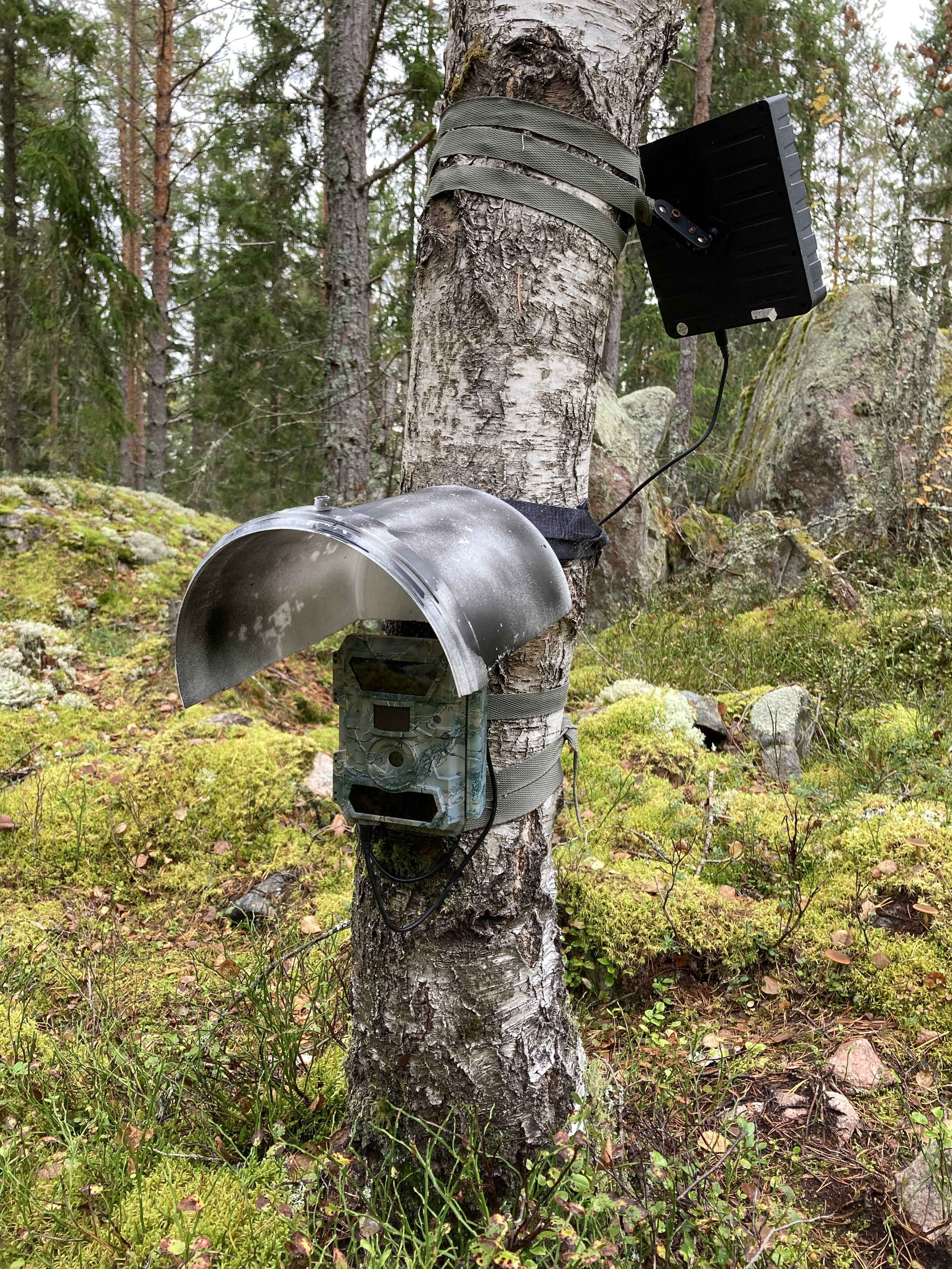 Camera trap with a rain protecting roof. This camera is powered by a solar panel. Camera trap with a rain protecting roof. This camera is powered by a solar panel.