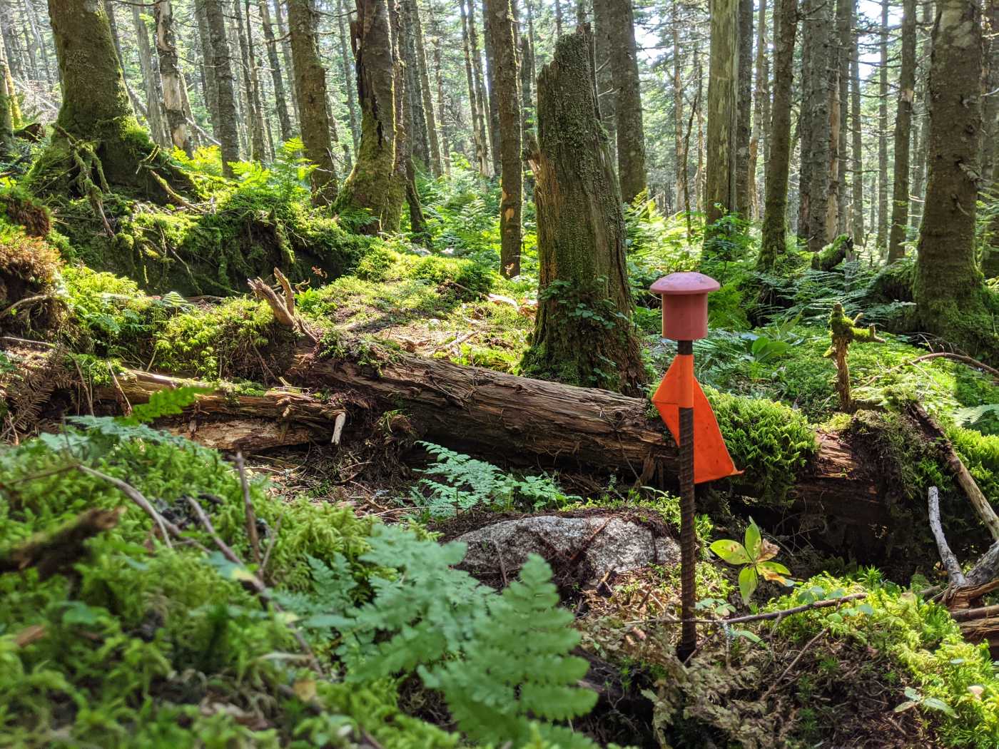Figure 1. Photo of permanently marked plot center at a high elevation plot at Parc national du Mont Mégantic. Figure 1. Photo of permanently marked plot center at a high elevation plot at Parc national du Mont Mégantic.