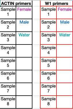 Mock-up of layout for 8 samples and their controls in four 8-well PCR strips Mock-up of layout for 8 samples and their controls in four 8-well PCR strips