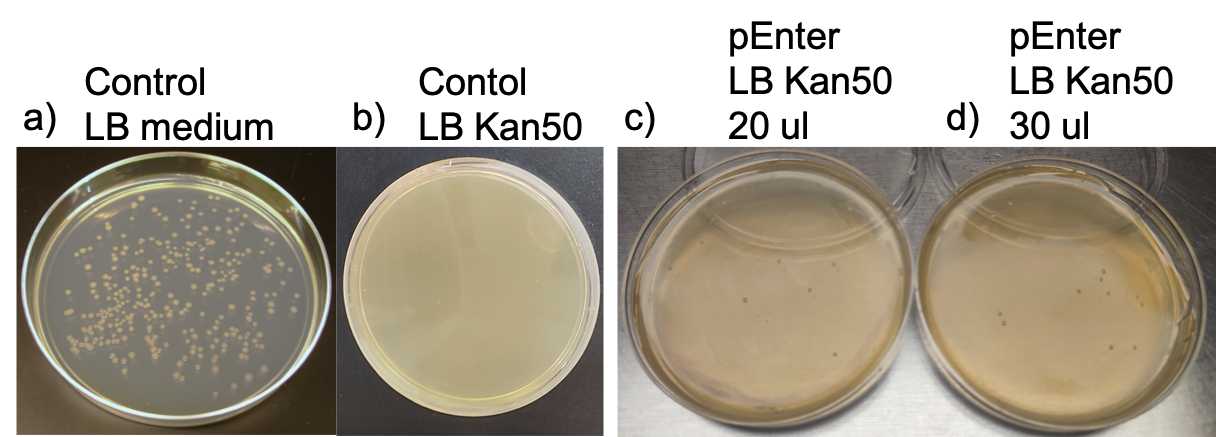 Figure 8. Illustrates the outcomes of the electrocompetent cell transformation process.a) Control cells cultured on LB without antibiotic, exhibiting normal growth.b) Control cells cultured on LB with antibiotics.c) Electrocompetent cells transformed with the plasmid DNA carrying kanamycin resistance.d) Variations in colony spread volumes for the same construct. Figure 8. Illustrates the outcomes of the electrocompetent cell transformation process.a) Control cells cultured on LB without antibiotic, exhibiting normal growth.b) Control cells cultured on LB with antibiotics.c) Electrocompetent cells transformed with the plasmid DNA carrying kanamycin resistance.d) Variations in colony spread volumes for the same construct.