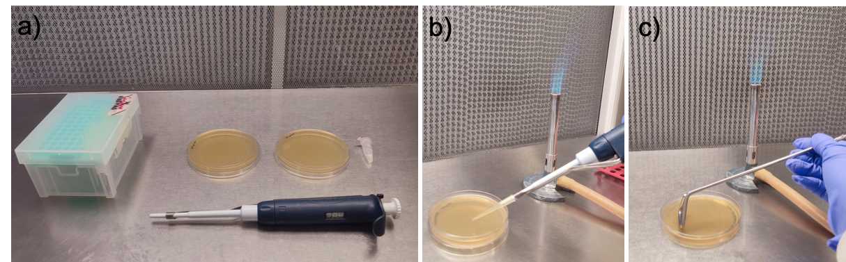 Figure 6. Procedure showing the bacterial plating method. a) Laminar air flow containing material for bacterial growth, b) placing bacterial culture on the LB agar plate and c) spreading the cells on the LB agar plate. Figure 6. Procedure showing the bacterial plating method. a) Laminar air flow containing material for bacterial growth, b) placing bacterial culture on the LB agar plate and c) spreading the cells on the LB agar plate.