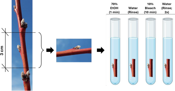 Figure 1. Cleaning process of dormant shoots Figure 1. Cleaning process of dormant shoots