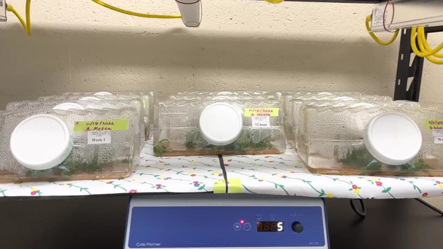 Figure 8. Southern Sun BioSystems vessels on rocking platform with an articulated shelf (5rpm) exposed to 20 µmol/s/m², 16h/day at 24 ºC. Figure 8. Southern Sun BioSystems vessels on rocking platform with an articulated shelf (5rpm) exposed to 20 µmol/s/m², 16h/day at 24 ºC.