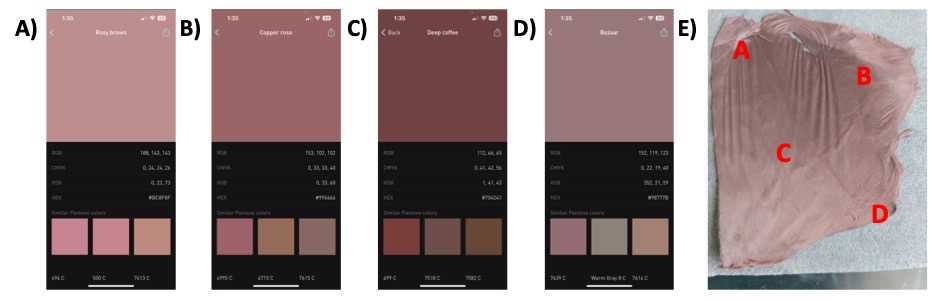 Figure 3. Color analysis of stabilized PAN fibers. Naked eye analysis (panel E) may be used, or camera applications (Color Name AR app for iPhone shown here). Various shades of “brown” are shown in panel A to D denote specific locations on the PAN sample shown in D. See note below for link to mobile phone app colorimeter. Figure 3. Color analysis of stabilized PAN fibers. Naked eye analysis (panel E) may be used, or camera applications (Color Name AR app for iPhone shown here). Various shades of “brown” are shown in panel A to D denote specific locations on the PAN sample shown in D. See note below for link to mobile phone app colorimeter.