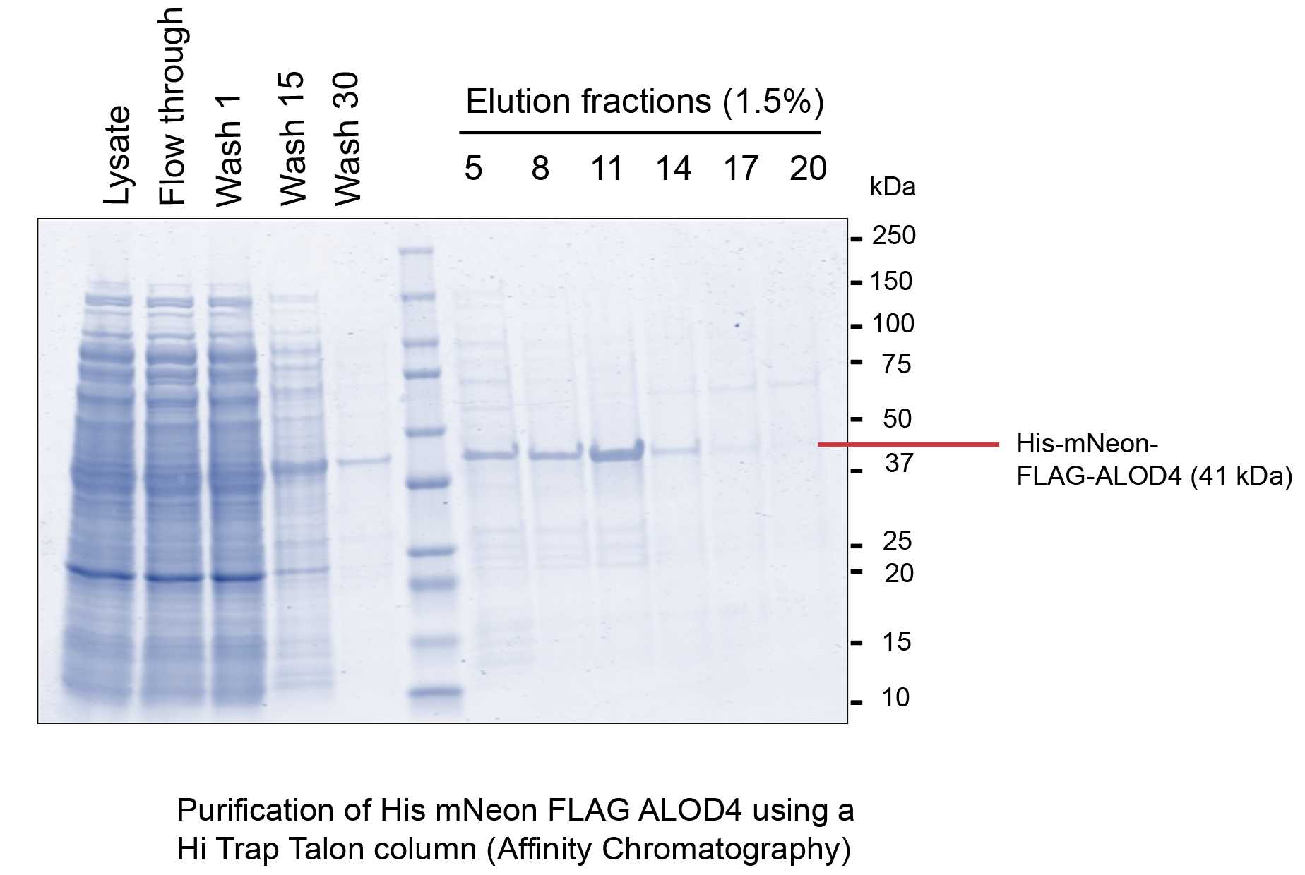 Shown here is an example of SDS-PAGE analysis of the Hi Trap Talon purification. Samples were analyzed on 4–20% Precast Protein Gels. The yield is ~7mg from 4L culture. Depending on the purity of the protein after affinity chromatography, we either purify it further by size exclusion chromatography or more commonly, simply carry out buffer exchange using a PD-10 desalting column. Shown here is an example of SDS-PAGE analysis of the Hi Trap Talon purification. Samples were analyzed on 4–20% Precast Protein Gels. The yield is ~7mg from 4L culture. Depending on the purity of the protein after affinity chromatography, we either purify it further by size exclusion chromatography or more commonly, simply carry out buffer exchange using a PD-10 desalting column.