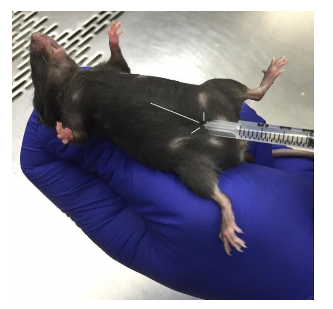 Intraperitoneal injection of mice. Please consult a local vet for more details. Intraperitoneal injection of mice. Please consult a local vet for more details.