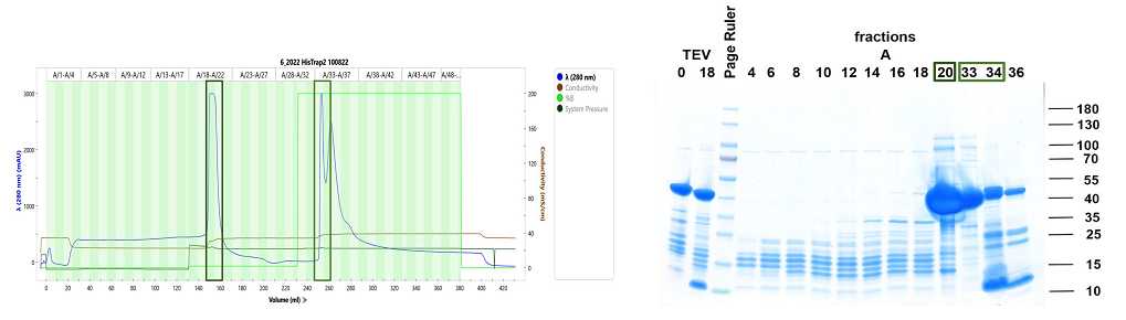 Ni-NTA chromatogram and SDS PAGE analysis. TEV digest: 10 µL sample + 10 µL 2x SDS sample buffer, loaded 2.0 µL. Fractions of interest: 10 µL sample + 10 µL 2x SDS sample buffer, loaded 5 µL. Green boxes: Collected flow through (Fractions 20-21, 16 mL), and uncleaved His7-TEV-RAP protein eluted from the Ni-NTA column (Fractions 33-34). Ni-NTA chromatogram and SDS PAGE analysis. TEV digest: 10 µL sample + 10 µL 2x SDS sample buffer, loaded 2.0 µL. Fractions of interest: 10 µL sample + 10 µL 2x SDS sample buffer, loaded 5 µL. Green boxes: Collected flow through (Fractions 20-21, 16 mL), and uncleaved His7-TEV-RAP protein eluted from the Ni-NTA column (Fractions 33-34).