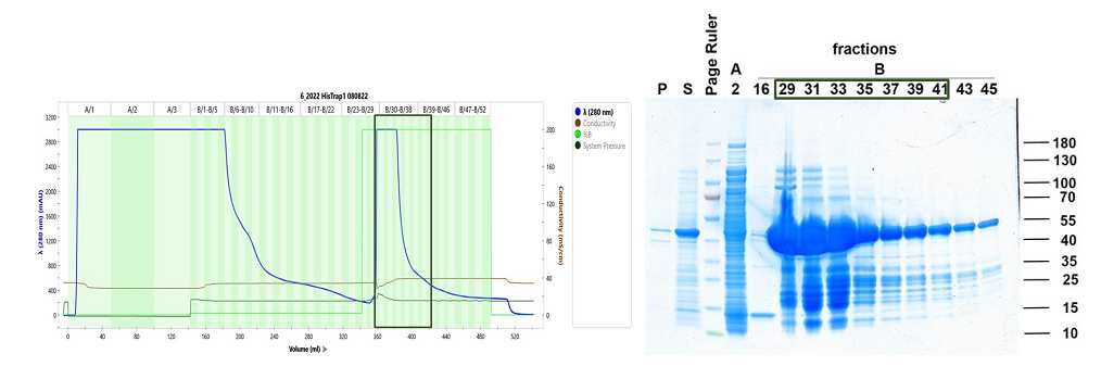 Ni-NTA chromatogram and SDS PAGE analysis. P: 20 µL resuspended pellet + 20 µL 2x SDS sample buffer, loaded 15 µL. S: 20 µL diluted supernatant + 20 µL 2x SDS sample buffer, loaded 15 µL. Fractions of interest: 10 µL + 10 µL 2x SDS sample buffer; loaded 6 µL. Green box: Collected elution fractions (Fractions 29-41, 65mL). Ni-NTA chromatogram and SDS PAGE analysis. P: 20 µL resuspended pellet + 20 µL 2x SDS sample buffer, loaded 15 µL. S: 20 µL diluted supernatant + 20 µL 2x SDS sample buffer, loaded 15 µL. Fractions of interest: 10 µL + 10 µL 2x SDS sample buffer; loaded 6 µL. Green box: Collected elution fractions (Fractions 29-41, 65mL).