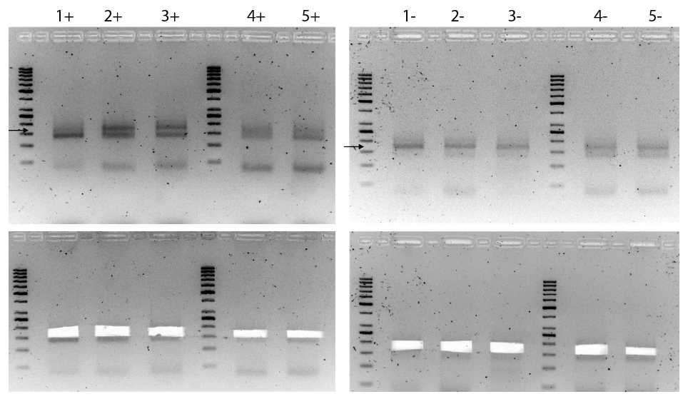 Figure 2: Example of 3% low-range agarose gel, before and after DNA band excision. Oxidized samples 1-4 were loaded on the left gel using the GeneRuler 50 bp DNA Ladder as reference, unoxidized samples are loaded on the right gel. Please, notice that the desired upper band can be very faint in case of oxidized sample (i.e. 1+). Even in those cases, cut above the strong band of adaptor dimers and proceed with DNA extraction (see below). Figure 2: Example of 3% low-range agarose gel, before and after DNA band excision. Oxidized samples 1-4 were loaded on the left gel using the GeneRuler 50 bp DNA Ladder as reference, unoxidized samples are loaded on the right gel. Please, notice that the desired upper band can be very faint in case of oxidized sample (i.e. 1+). Even in those cases, cut above the strong band of adaptor dimers and proceed with DNA extraction (see below).