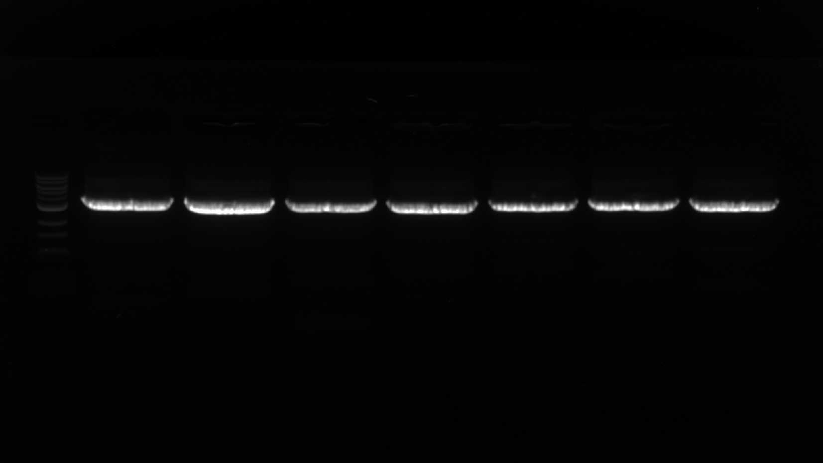 Example visualization of expected backbone amplification reactions on SYBR Safe-stained agarose gel. Each lane has a single, crisp band at the expected position that is well-separated from other lanes. Example visualization of expected backbone amplification reactions on SYBR Safe-stained agarose gel. Each lane has a single, crisp band at the expected position that is well-separated from other lanes.